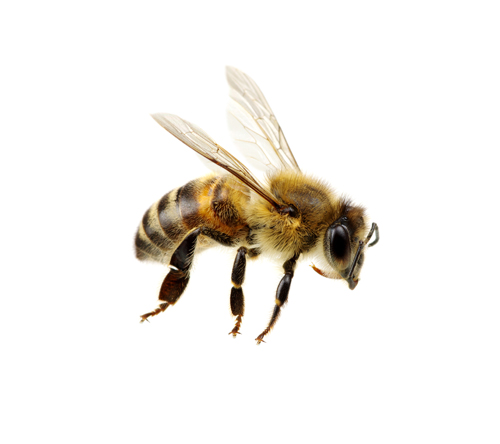 Photo d'une abeille domestique