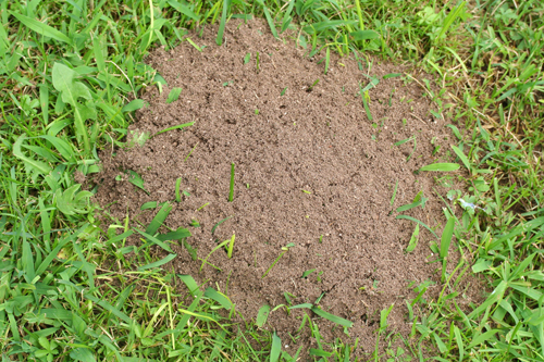 Plan Vert - fourmis dans la pelouse 