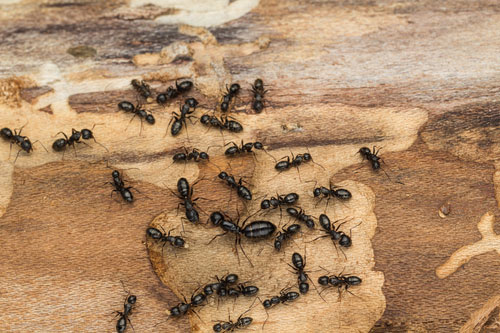 Traitement de fourmis charpentières