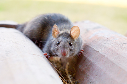 common mice