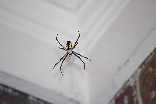 spider inside a home