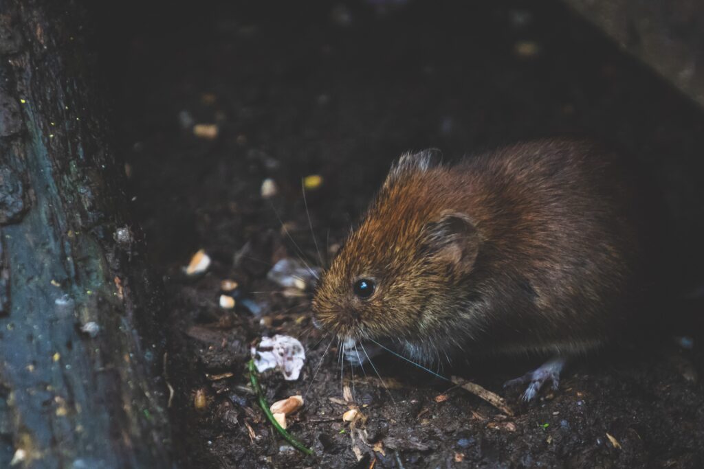 5 trucs & astuces pour capturer un rat - Votre exterminateur à