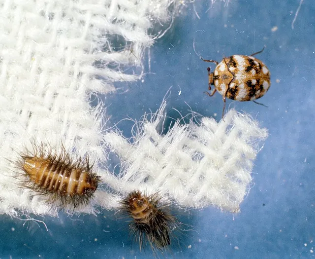 Anthrenus flavipes larvae adult wool cae