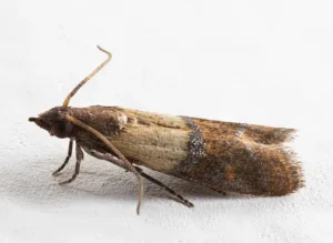 pyrales indiennes interpunctella Indianmeal moth