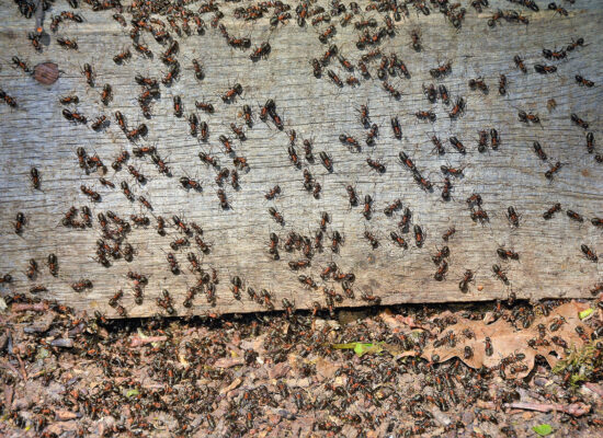 swarm of ants 2025 02 11 22 03 13 utc