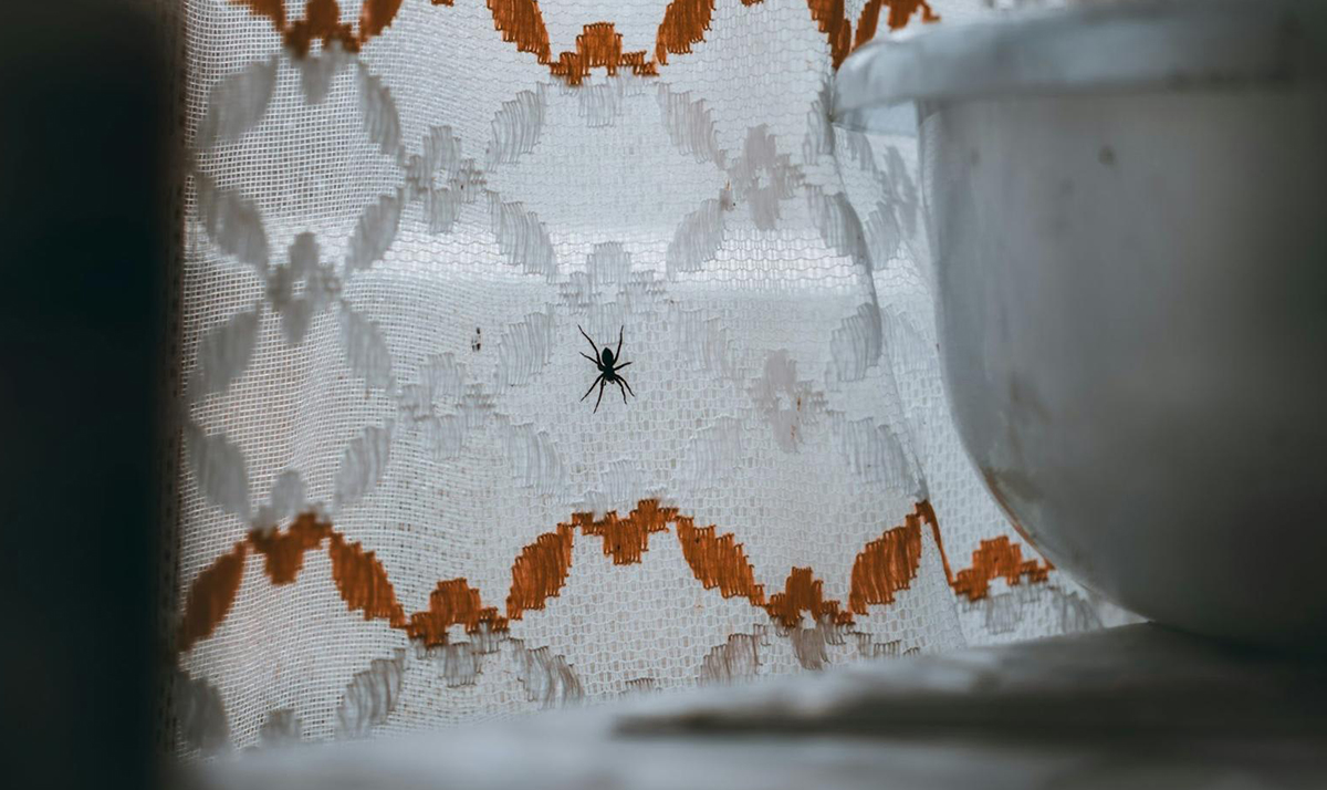 Direct observation of spiders in numbers