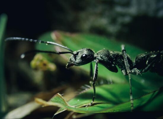 borax et fourmis guide dutilisation et efficacite reelle