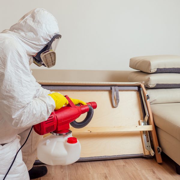 Pourquoi faire appel à un exterminateur